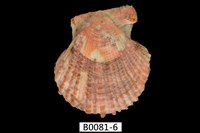 藏品(法爾海扇蛤)的圖片